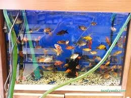 Özgür Akvaryum Ve Av Bayii(Mkek Bayii)