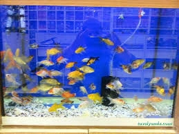 Özgür Akvaryum Ve Av Bayii(Mkek Bayii)