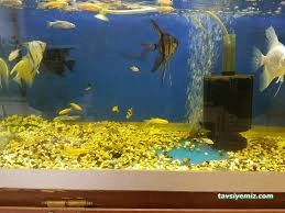 Özgür Akvaryum Ve Av Bayii(Mkek Bayii)