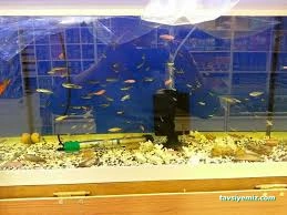 Özgür Akvaryum Ve Av Bayii(Mkek Bayii)