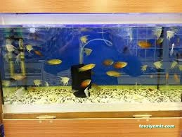 Özgür Akvaryum Ve Av Bayii(Mkek Bayii)