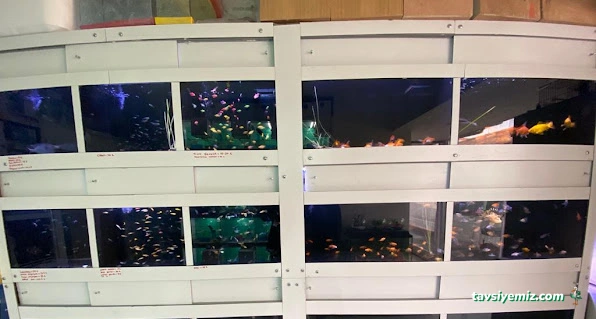 Pacıfıc Pet Supplıes & Pet Shop & Akvaryumcu