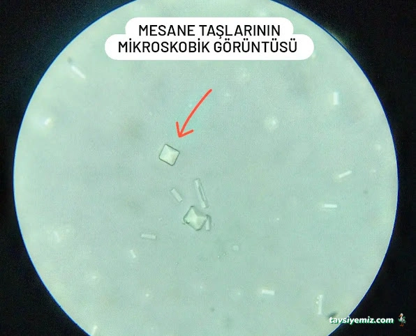 Pakize Pet Veteriner Kliniği