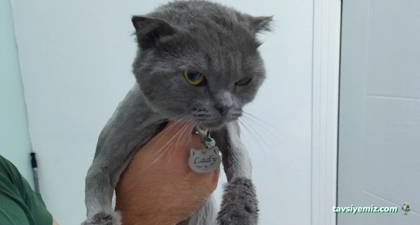 Pakize Pet Veteriner Kliniği