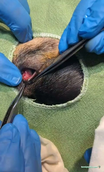 Pamuk Veteriner Terapi Merkezi