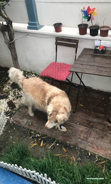 Pamuk Veteriner Terapi Merkezi