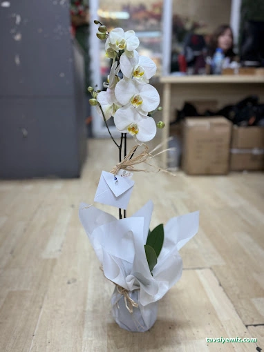 Pamukkale Çiçek / Denizli