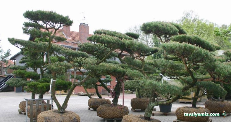 Papatya Peyzaj  Bahçe Düzenleme  Dış Mekan Bitki