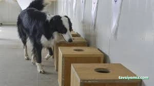 Pasteur Köpek Eğitim Merkezi & Oteli