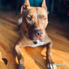 Pasteur Köpek Eğitim Merkezi & Oteli