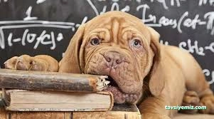 Pasteur Köpek Eğitim Merkezi & Oteli