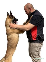 Pasteur Köpek Eğitim Merkezi & Oteli