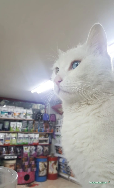 Pasteur Veteriner Muayenehanesi