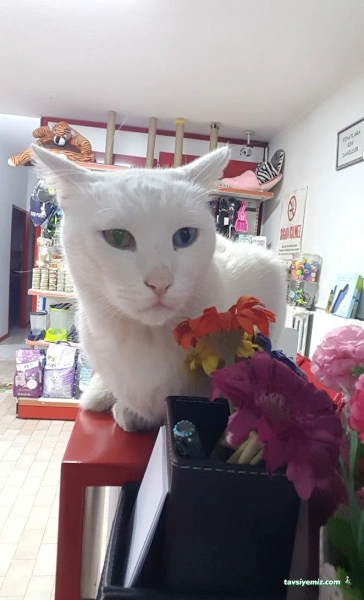 Pasteur Veteriner Muayenehanesi