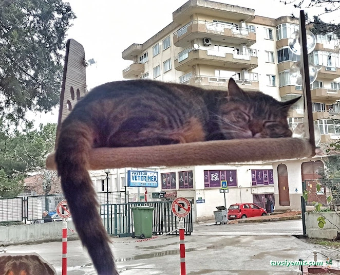 Pasteur Veteriner Muayenehanesi