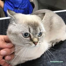 Pati Baba Pet Grooming