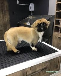 Pati Baba Pet Grooming