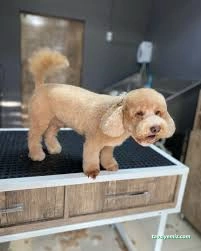 Pati Baba Pet Grooming