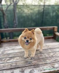 Pati Baba Pet Grooming