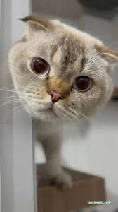 Pati Pet Evcil Hayvan Oteli