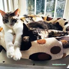 Pati Pet Evcil Hayvan Oteli