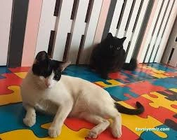 Pati Pet Evcil Hayvan Oteli