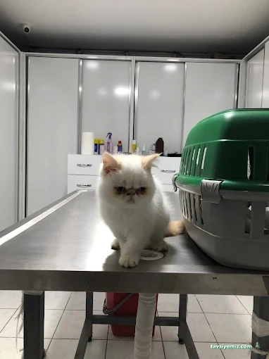 Pati Pet Veteriner Kliniği & Pet Shop