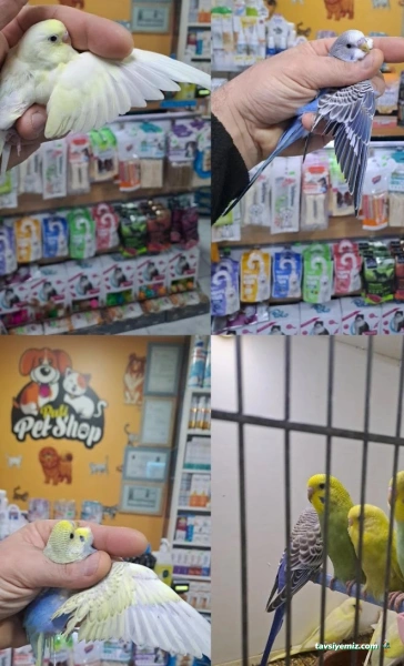 Pati Petshop Trabzon