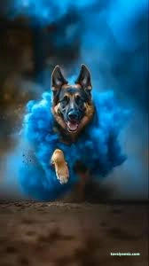 Patigiller Petshop & Pet Kuaför