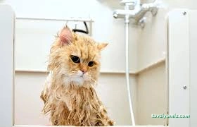 Patigiller Petshop & Pet Kuaför