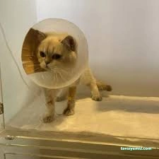 Patika Veteriner Kliniği | Elazığ Veteriner | Elazığ Veteriner Kliniği