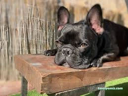 Patilance Köpek Oteli/ Kreş