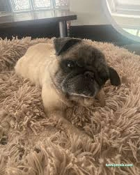 Patilance Köpek Oteli/ Kreş