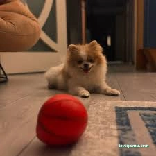 Patilance Köpek Oteli/ Kreş