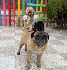 Patilance Köpek Oteli/ Kreş