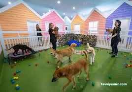 Patilance Köpek Oteli/ Kreş