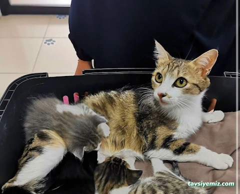 Patipaty Pet Veteriner Kliniği