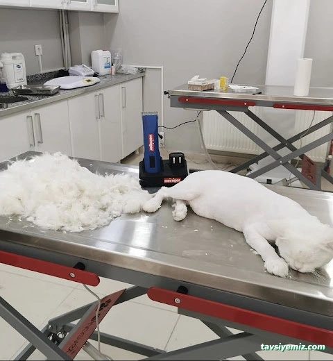 Patipaty Pet Veteriner Kliniği