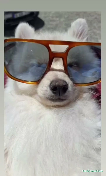 Patipaty Pet Veteriner Kliniği