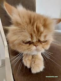 Patipaty Pet Veteriner Kliniği