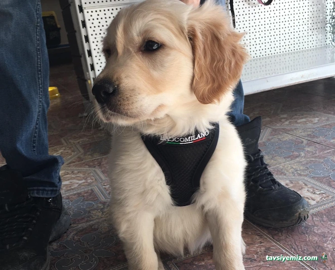 Patiş Petshop Elazığ