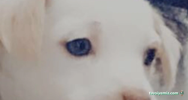 Patiş Petshop Elazığ