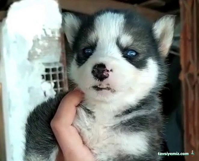 Patiş Petshop Elazığ