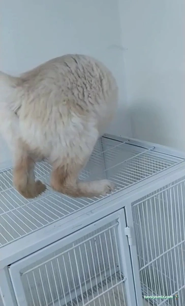 Patiş Petshop Elazığ