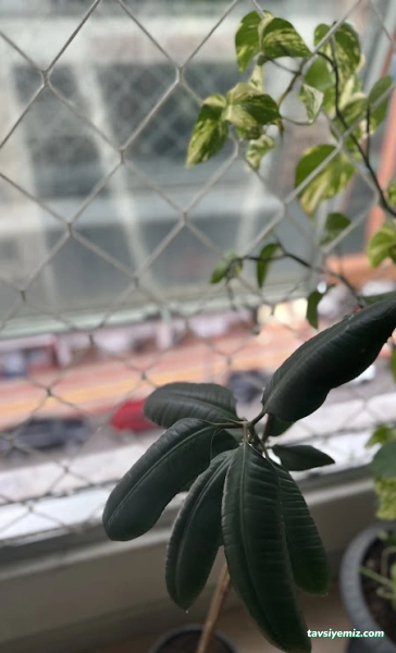 Pera Psikoloji Ve Danışmanlık Merkezi