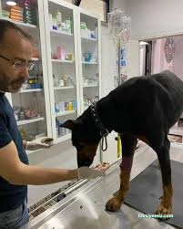 Pet Akademi Veteriner Kliniği