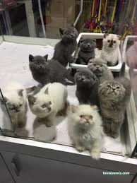 Pet Ankara - Pet Shop