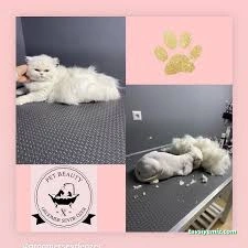 Pet Beauty Sevde Özer