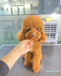 Pet Beauty Sevde Özer