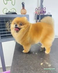 Pet Beauty Sevde Özer